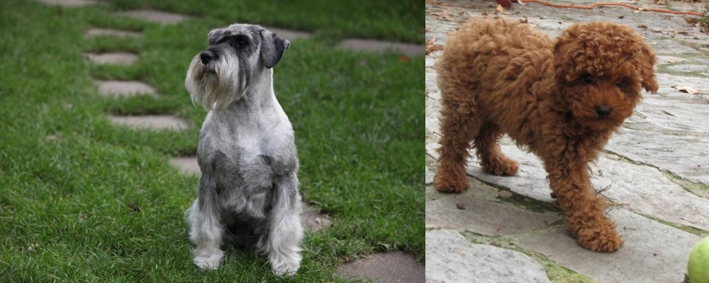 Toy Poodle vs Standard Schnauzer - Breed Comparison