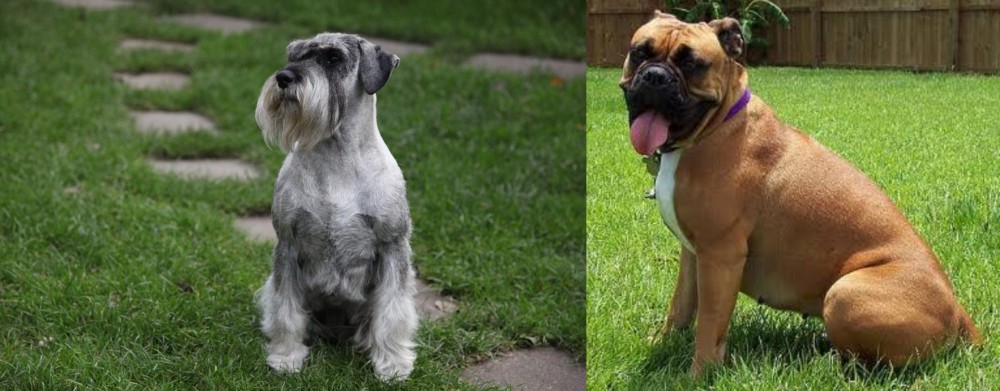 Valley Bulldog vs Standard Schnauzer - Breed Comparison