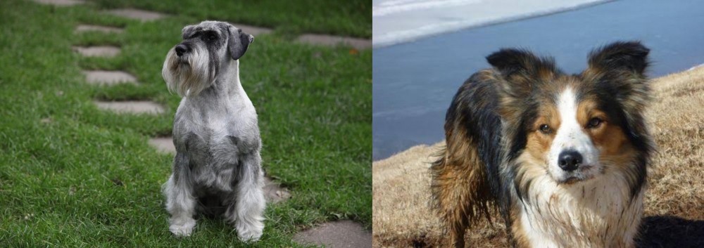 Welsh Sheepdog vs Standard Schnauzer - Breed Comparison