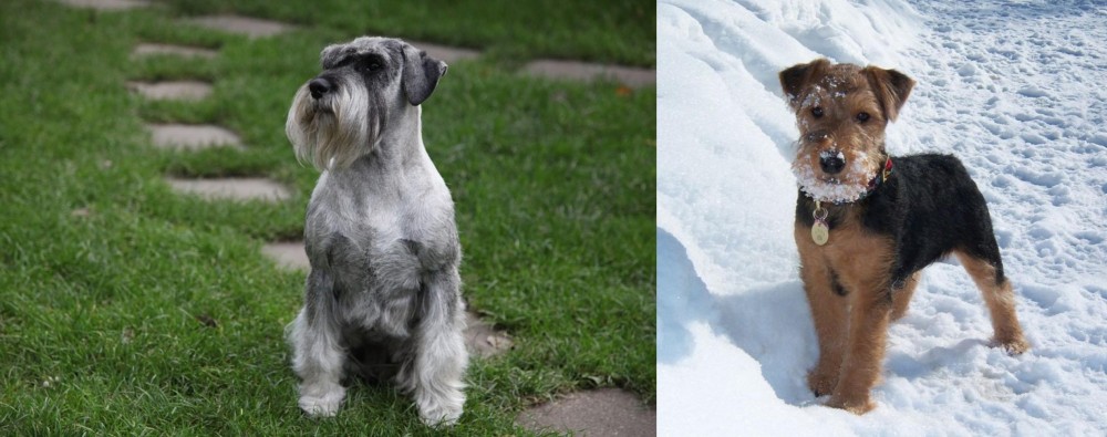 Welsh Terrier vs Standard Schnauzer - Breed Comparison