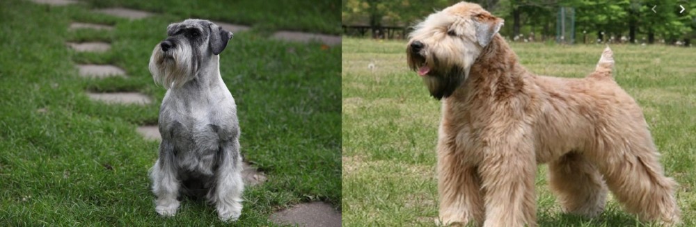 Wheaten Terrier vs Standard Schnauzer - Breed Comparison