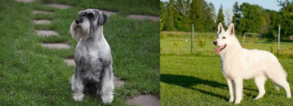 White Shepherd vs Standard Schnauzer - Breed Comparison