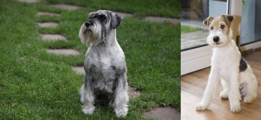 Wire Fox Terrier vs Standard Schnauzer - Breed Comparison