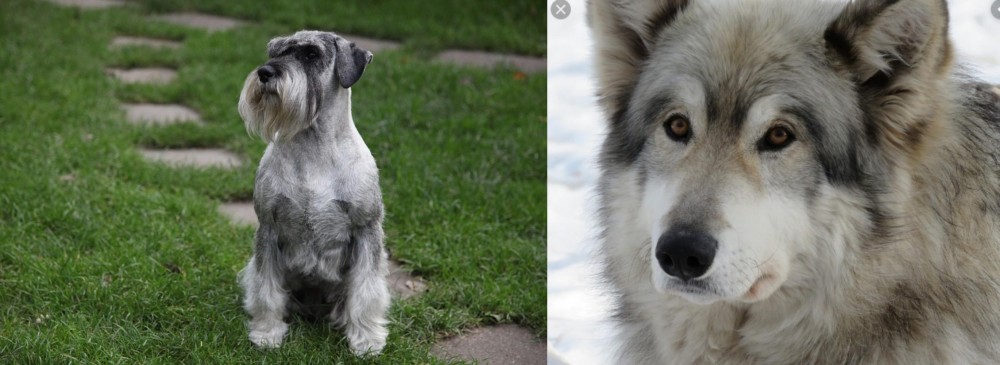 Wolfdog vs Standard Schnauzer - Breed Comparison