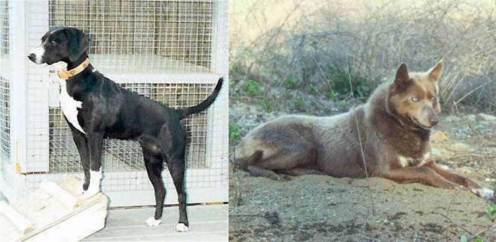 Tahltan Bear Dog vs Stephens Stock - Breed Comparison