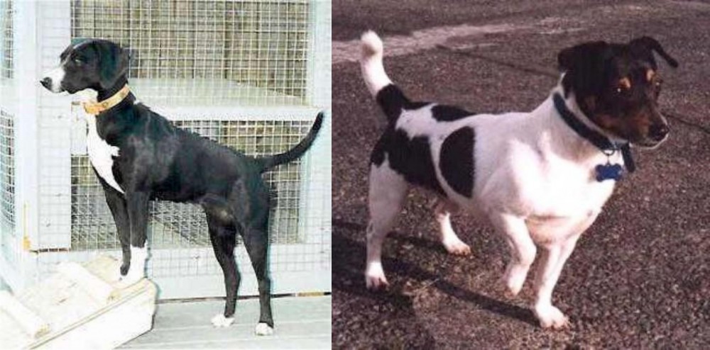 Teddy Roosevelt Terrier vs Stephens Stock - Breed Comparison