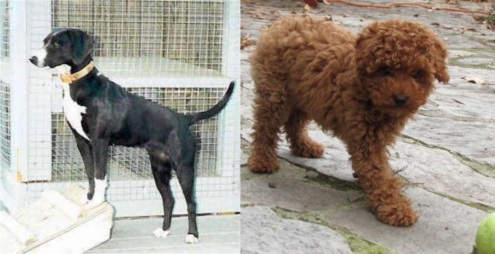 Toy Poodle vs Stephens Stock - Breed Comparison