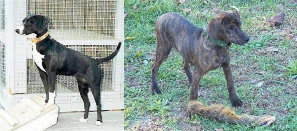 Treeing Cur vs Stephens Stock - Breed Comparison