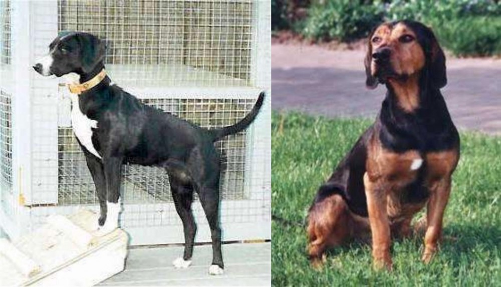 Tyrolean Hound vs Stephens Stock - Breed Comparison