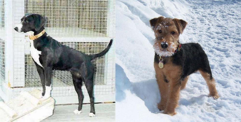 Welsh Terrier vs Stephens Stock - Breed Comparison