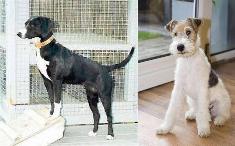 Wire Fox Terrier vs Stephens Stock - Breed Comparison