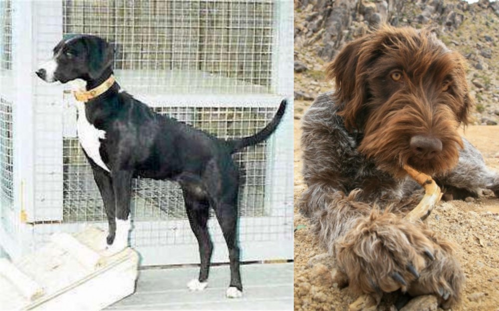 Wirehaired Pointing Griffon vs Stephens Stock - Breed Comparison