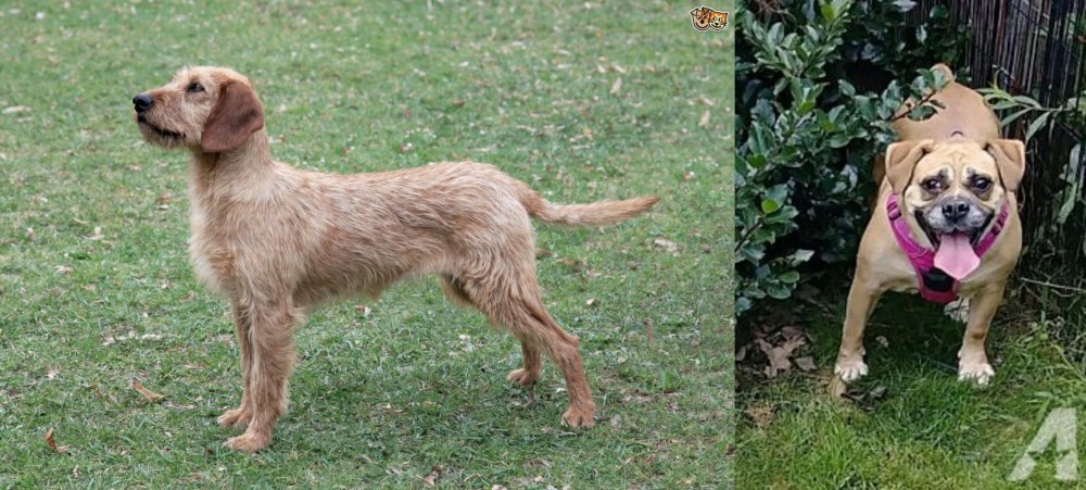 Beabull vs Styrian Coarse Haired Hound - Breed Comparison