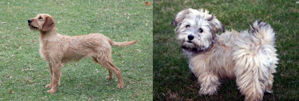 Havapoo vs Styrian Coarse Haired Hound - Breed Comparison
