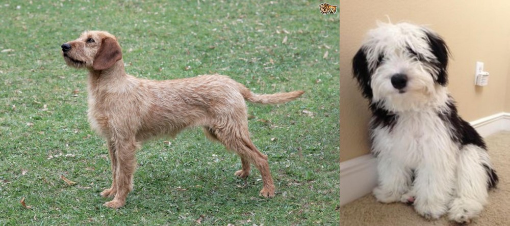 Mini Sheepadoodles vs Styrian Coarse Haired Hound - Breed Comparison