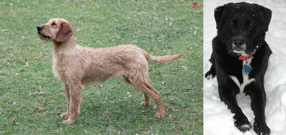 St. John's Water Dog vs Styrian Coarse Haired Hound - Breed Comparison