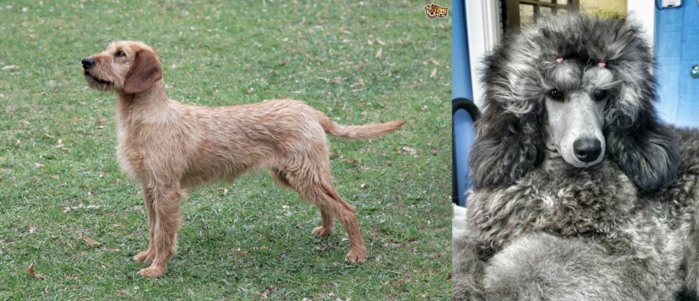 Standard Poodle vs Styrian Coarse Haired Hound - Breed Comparison