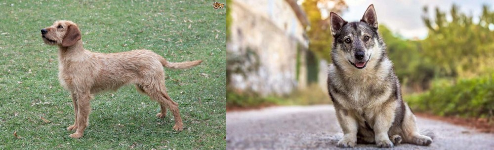 Swedish Vallhund vs Styrian Coarse Haired Hound - Breed Comparison