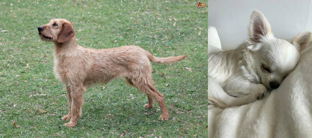 Tea Cup Chihuahua vs Styrian Coarse Haired Hound - Breed Comparison