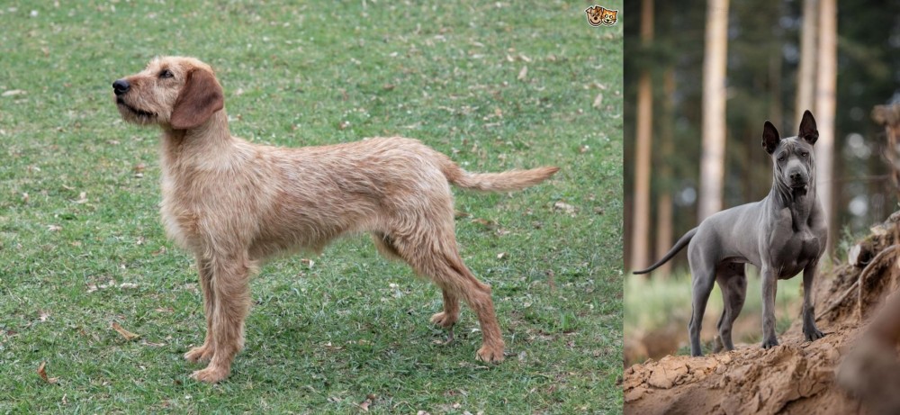 Thai Ridgeback vs Styrian Coarse Haired Hound - Breed Comparison