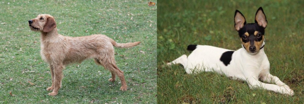 Toy Fox Terrier vs Styrian Coarse Haired Hound - Breed Comparison