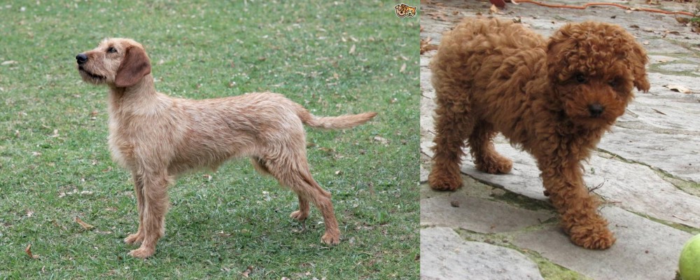 Toy Poodle vs Styrian Coarse Haired Hound - Breed Comparison