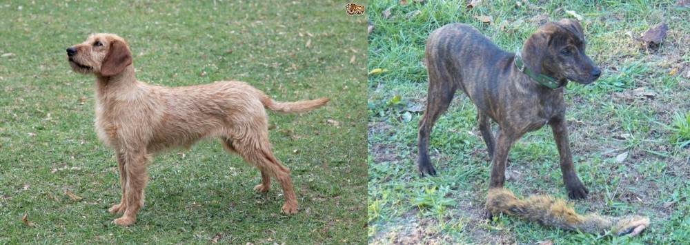 Treeing Cur vs Styrian Coarse Haired Hound - Breed Comparison