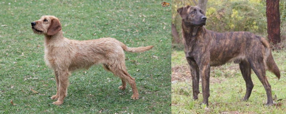 Treeing Tennessee Brindle vs Styrian Coarse Haired Hound - Breed Comparison