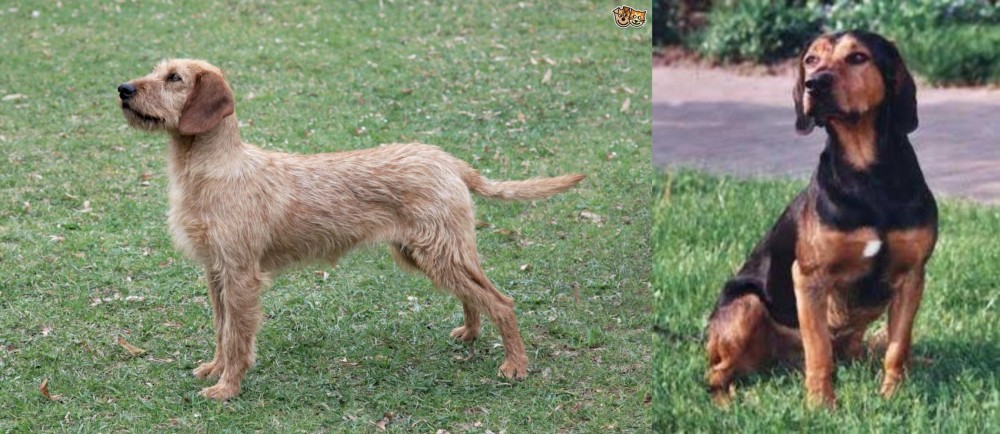 Tyrolean Hound vs Styrian Coarse Haired Hound - Breed Comparison