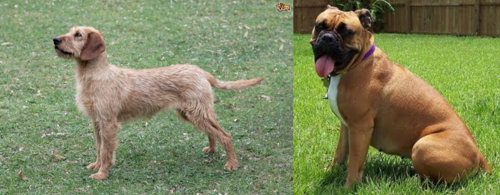 Valley Bulldog vs Styrian Coarse Haired Hound - Breed Comparison