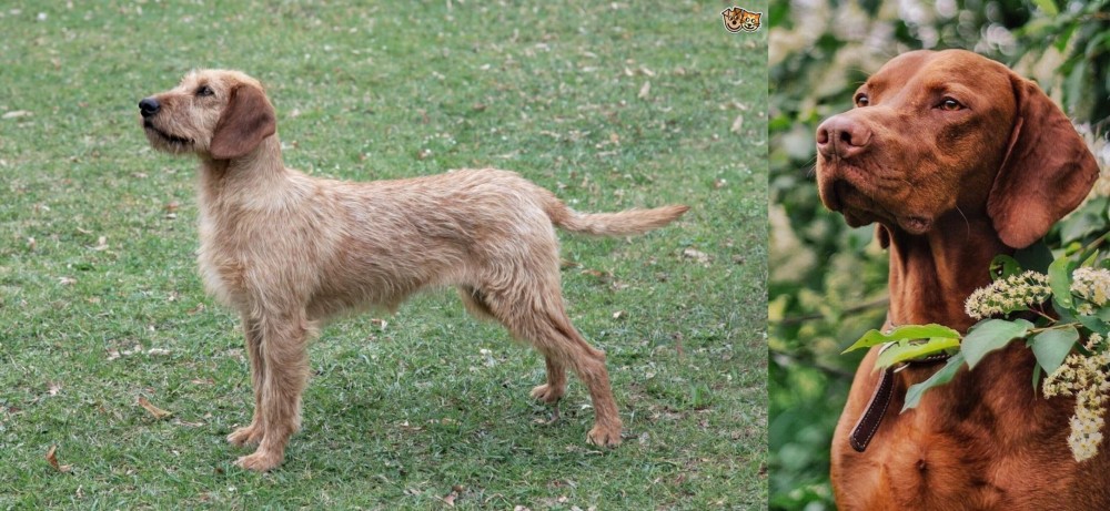 Vizsla vs Styrian Coarse Haired Hound - Breed Comparison
