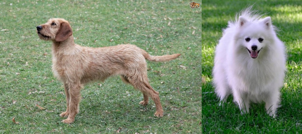 Volpino Italiano vs Styrian Coarse Haired Hound - Breed Comparison