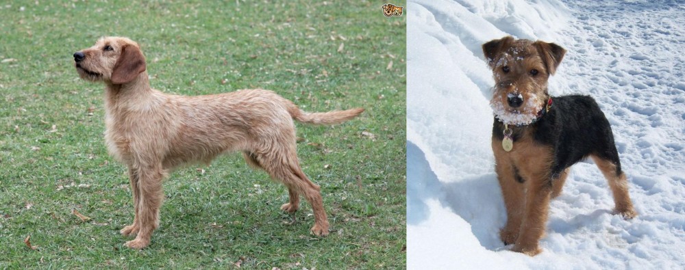 Welsh Terrier vs Styrian Coarse Haired Hound - Breed Comparison
