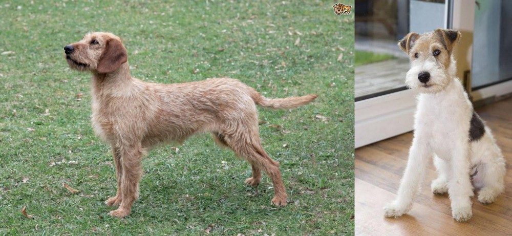 Wire Fox Terrier vs Styrian Coarse Haired Hound - Breed Comparison