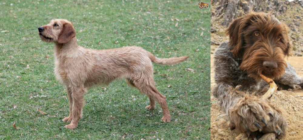 Wirehaired Pointing Griffon vs Styrian Coarse Haired Hound - Breed Comparison