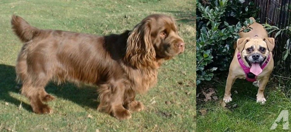 Beabull vs Sussex Spaniel - Breed Comparison