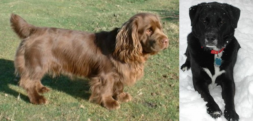 St. John's Water Dog vs Sussex Spaniel - Breed Comparison