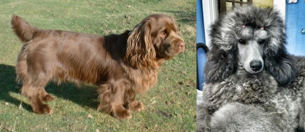 Standard Poodle vs Sussex Spaniel - Breed Comparison