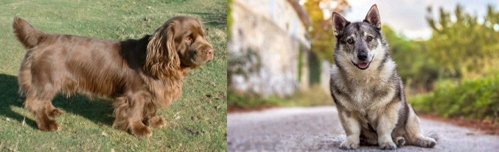 Swedish Vallhund vs Sussex Spaniel - Breed Comparison