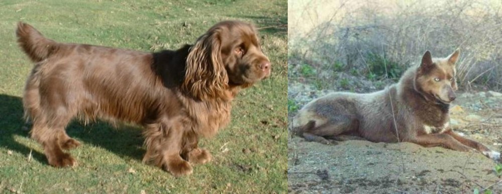 Tahltan Bear Dog vs Sussex Spaniel - Breed Comparison