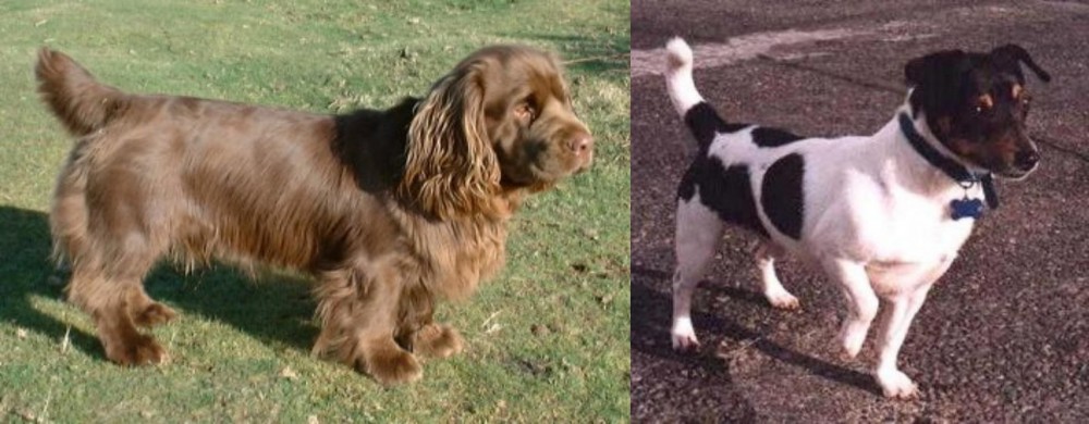 Teddy Roosevelt Terrier vs Sussex Spaniel - Breed Comparison