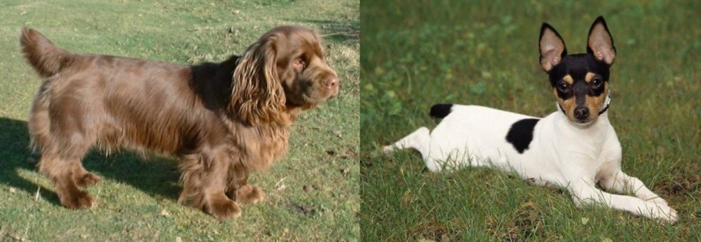 Toy Fox Terrier vs Sussex Spaniel - Breed Comparison