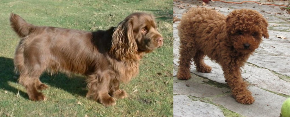 Toy Poodle vs Sussex Spaniel - Breed Comparison