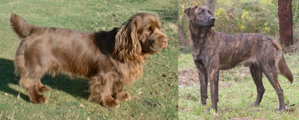 Treeing Tennessee Brindle vs Sussex Spaniel - Breed Comparison