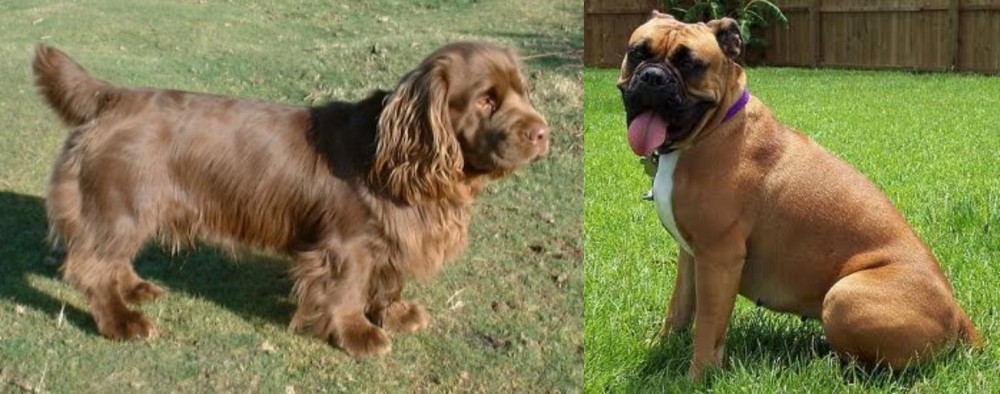 Valley Bulldog vs Sussex Spaniel - Breed Comparison