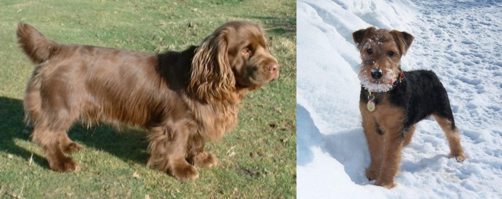 Welsh Terrier vs Sussex Spaniel - Breed Comparison
