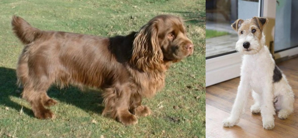 Wire Fox Terrier vs Sussex Spaniel - Breed Comparison
