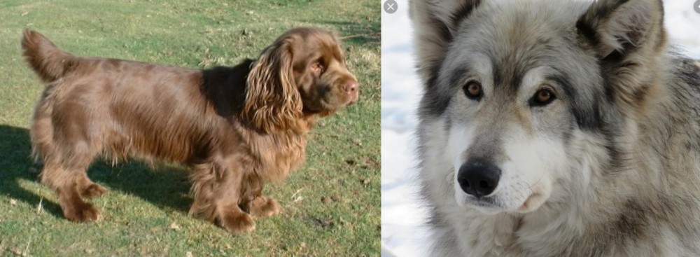 Wolfdog vs Sussex Spaniel - Breed Comparison