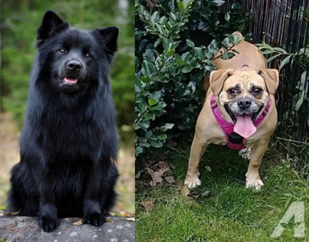 Beabull vs Swedish Lapphund - Breed Comparison