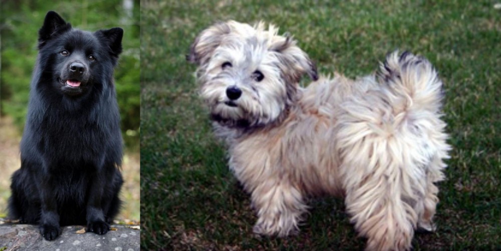 Havapoo vs Swedish Lapphund - Breed Comparison